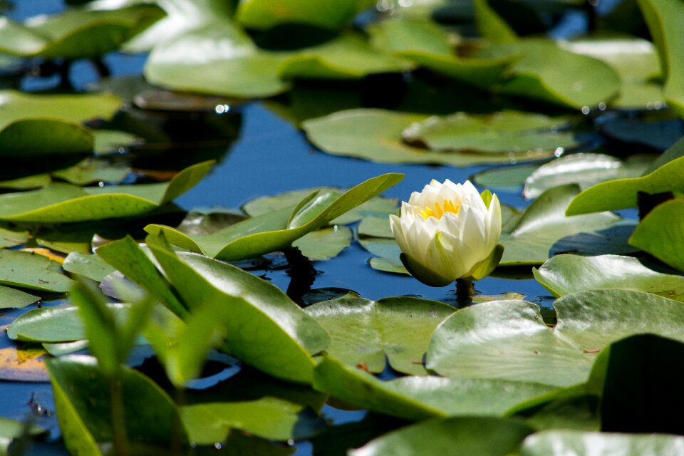 Lillies lily nature