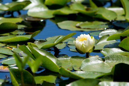 Lillies lily nature
