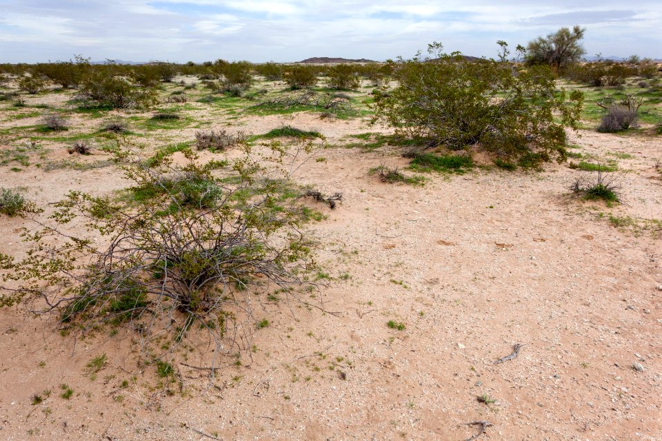 Cactus Plain