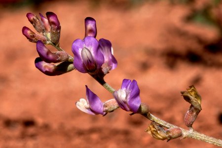 Astragalus calycosus