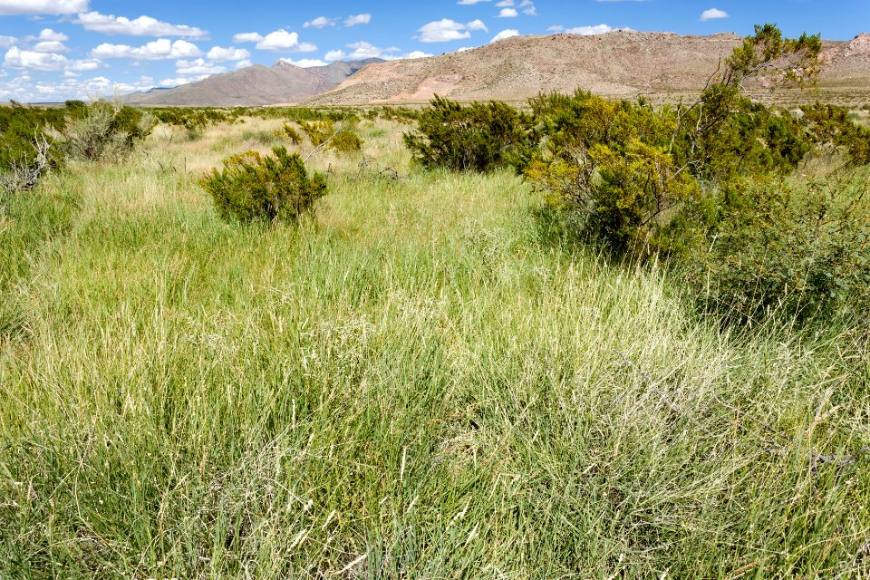 Near Goat Ridge