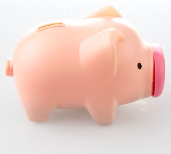 Pig piggy bank the money bin