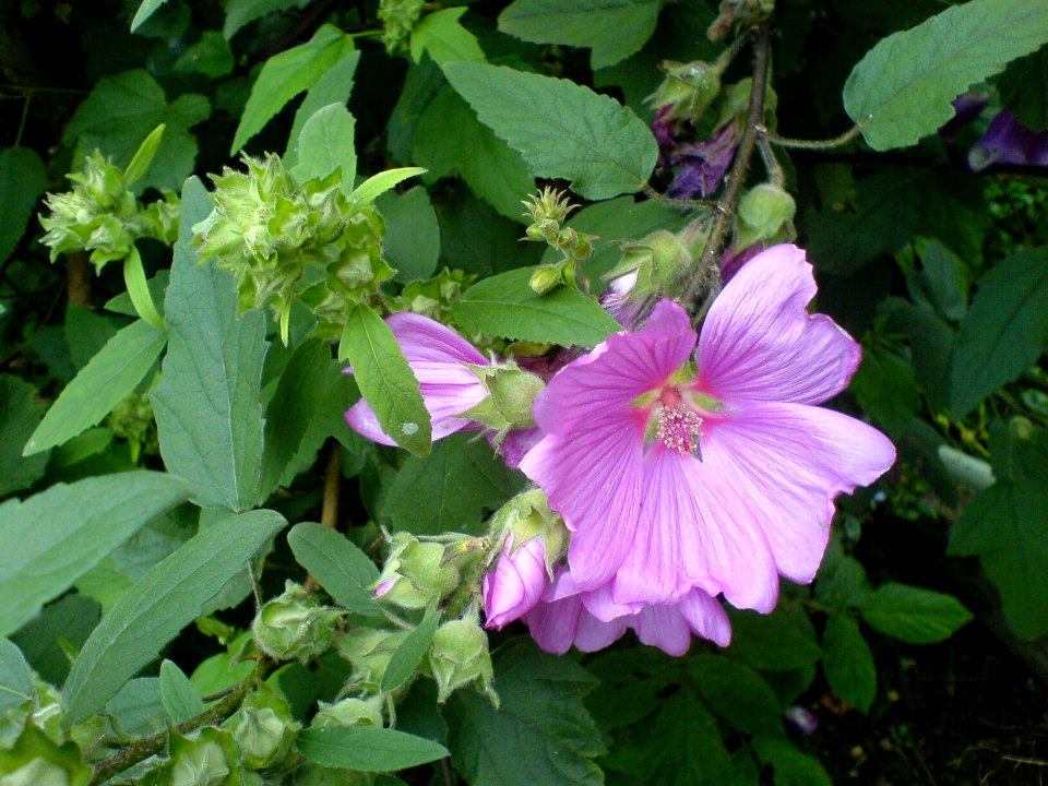 Mallow flower photo