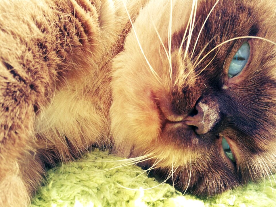 Relaxed mieze blue eye
