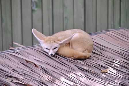 Desert fox proverbs zoo