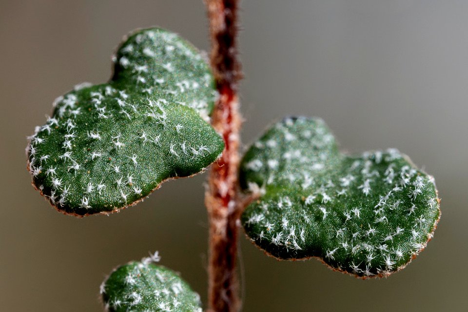 Astrolepis cochisensis