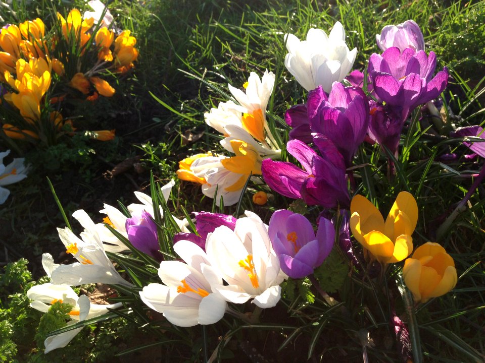Crocuses in Leith Links
