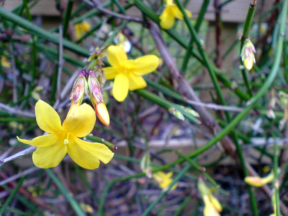 Flowering Jasmine