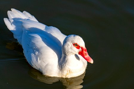Muscovy Duck with a red bill photo