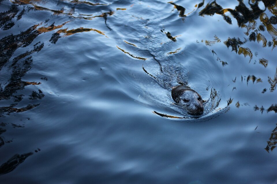 Nature wildlife water