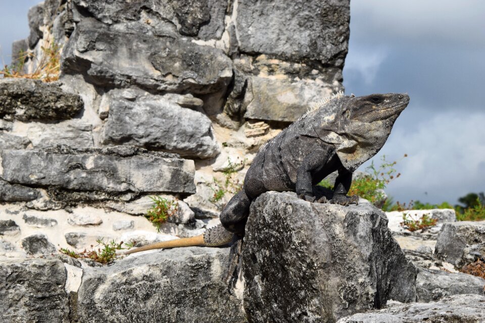 Lizard wildlife animal