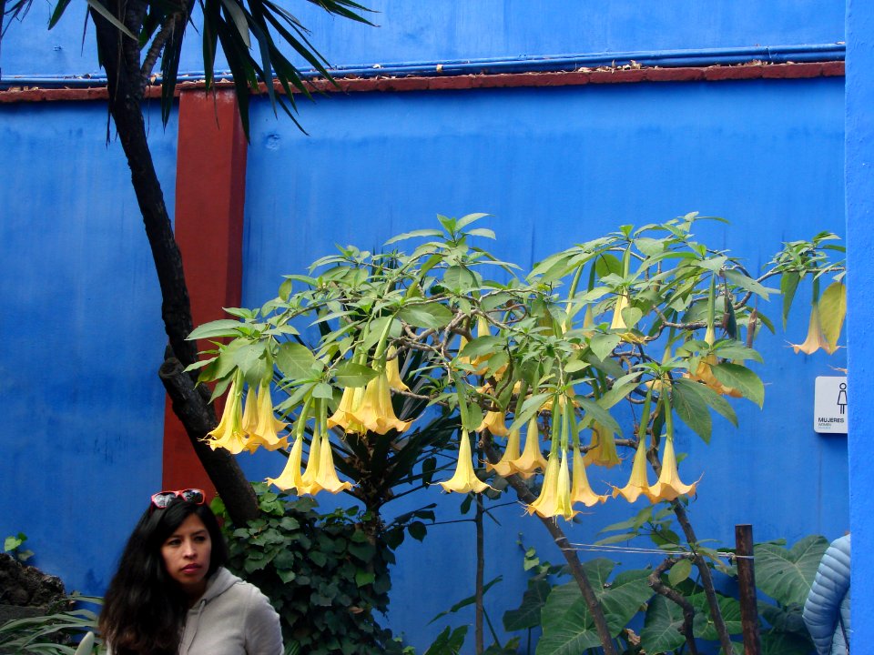 at the frida kahlo's museum