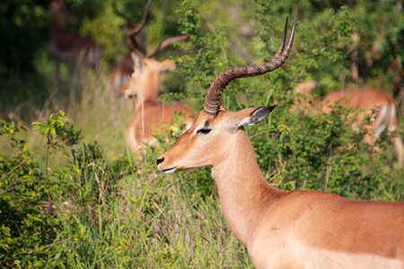 Kruger national park antelope wild