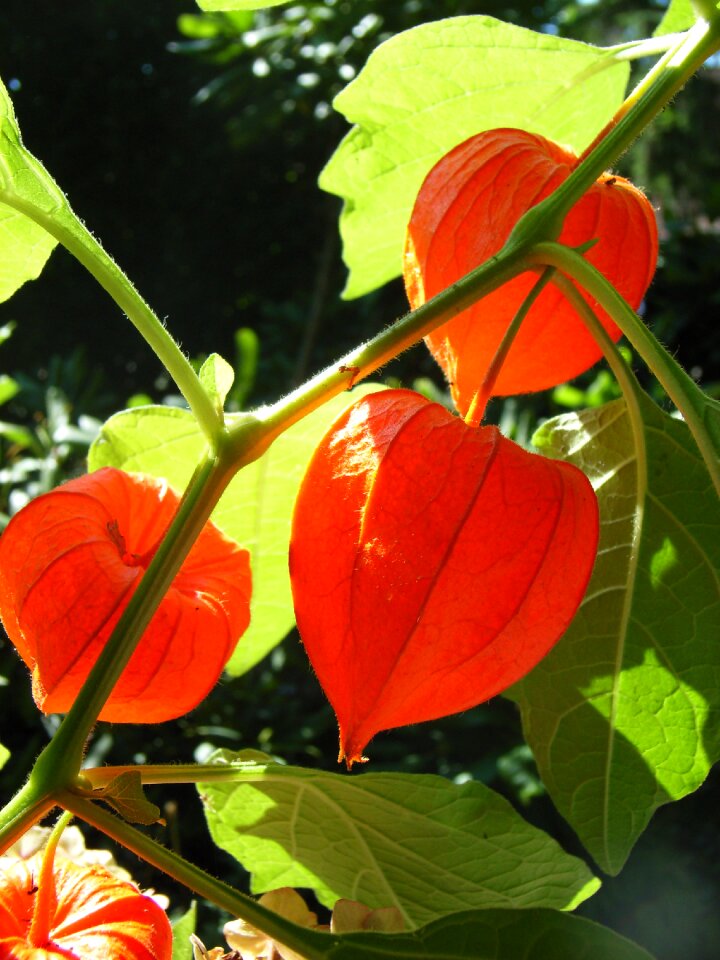 Flowers autumn lampionblume