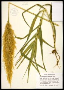 Phragmites australis