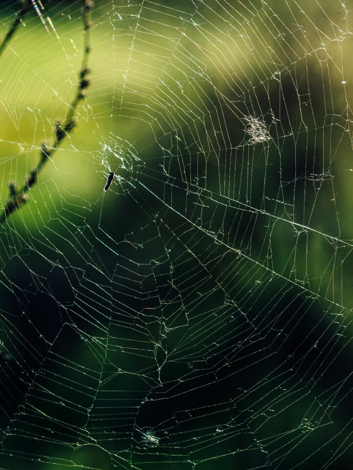 Outdoors spider web nature