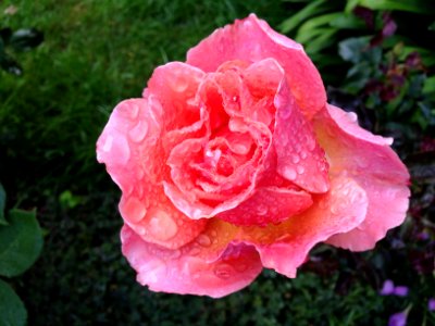 Raindrops on rose photo