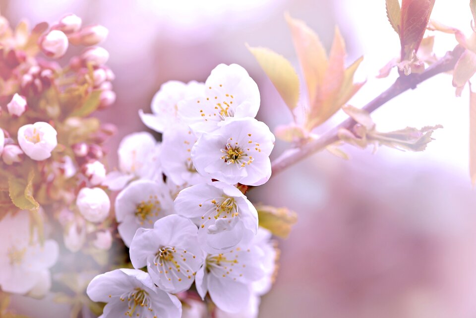 White spring cherry blossom photo