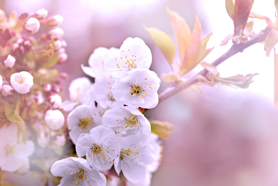 White spring cherry blossom