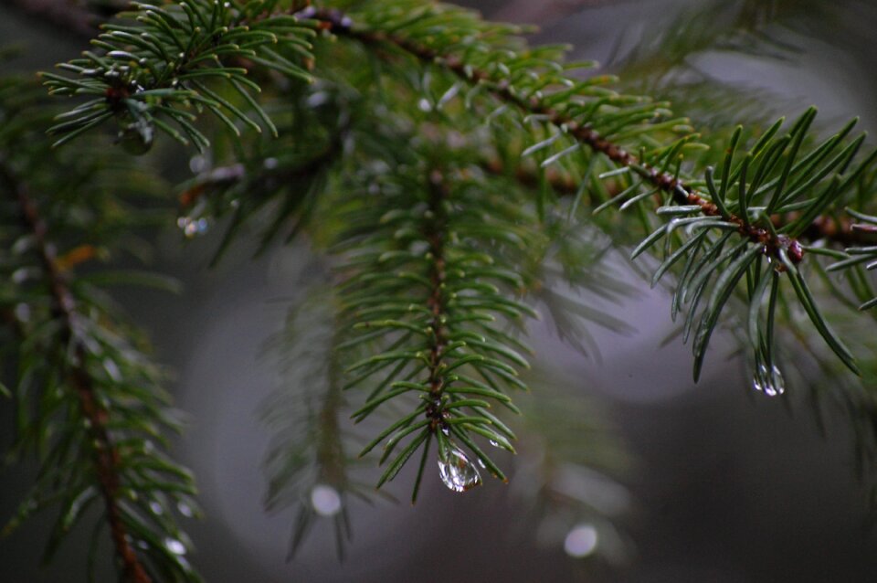 Rain fog drop of water