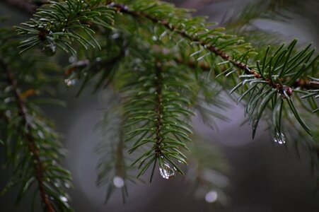 Rain fog drop of water photo