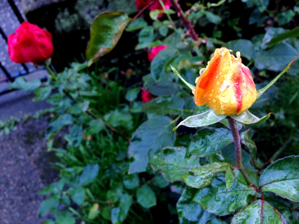 Raindrops on rosebud photo