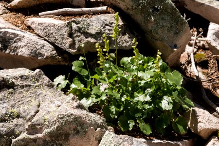Heuchera woodsiaphila