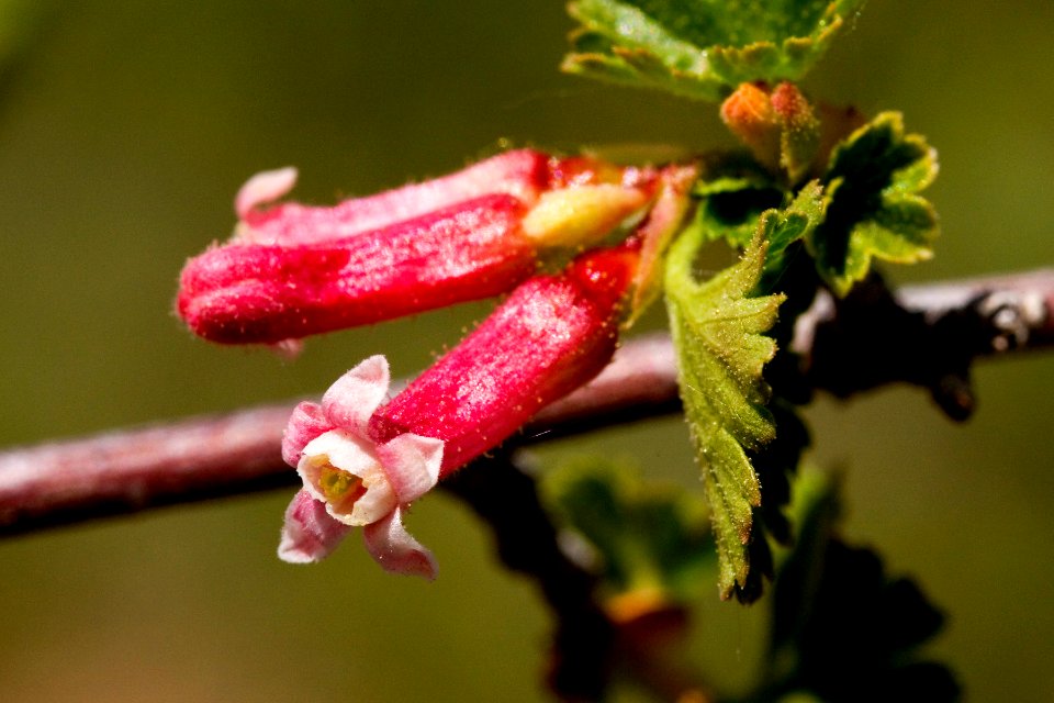 Ribes cereum