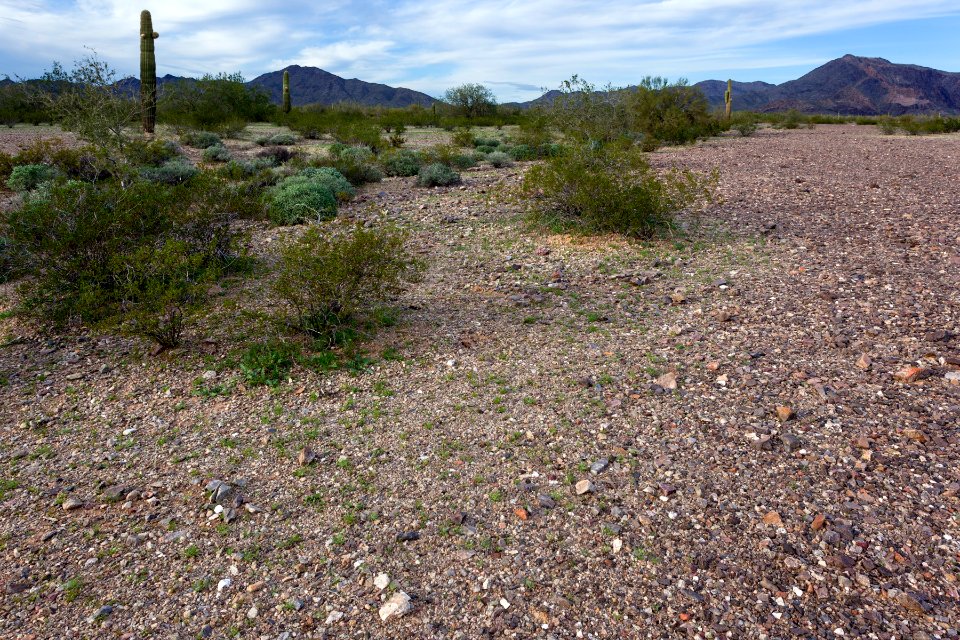 Harquahala Plain