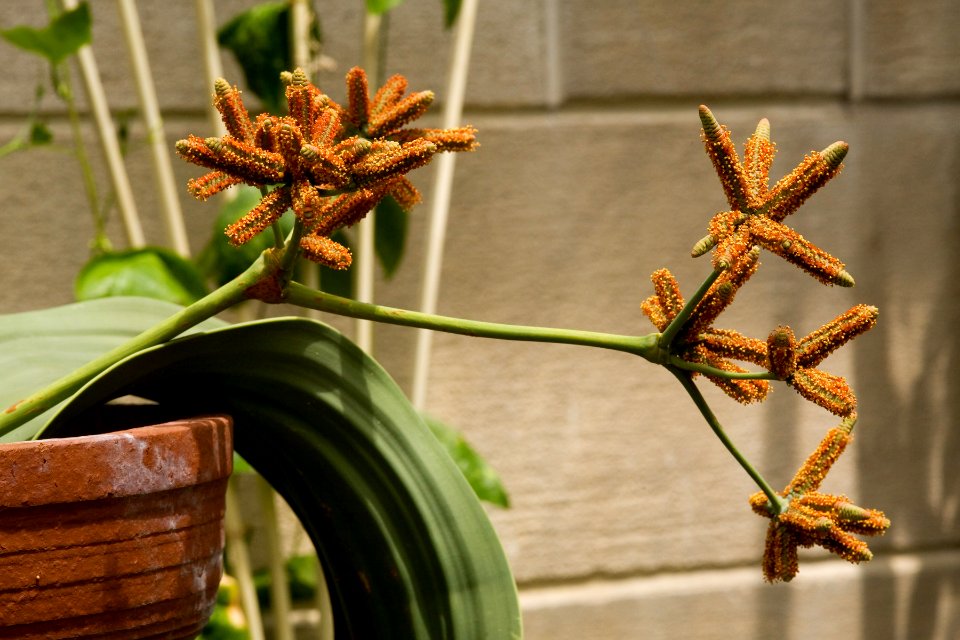 Welwitschia mirabilis