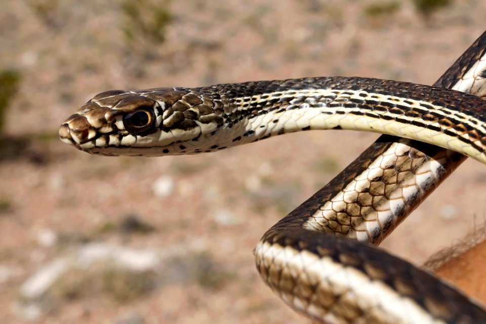 Coluber taeniatus