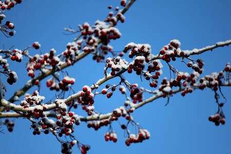 Snow tree branches branch