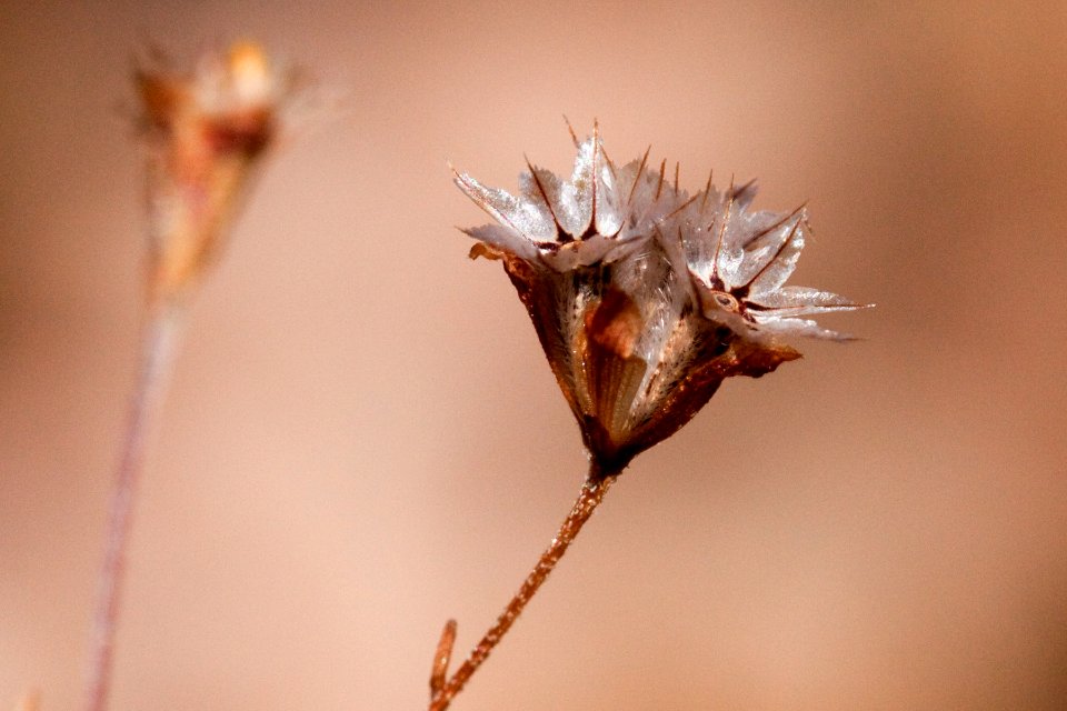 Schkuhria pinnata