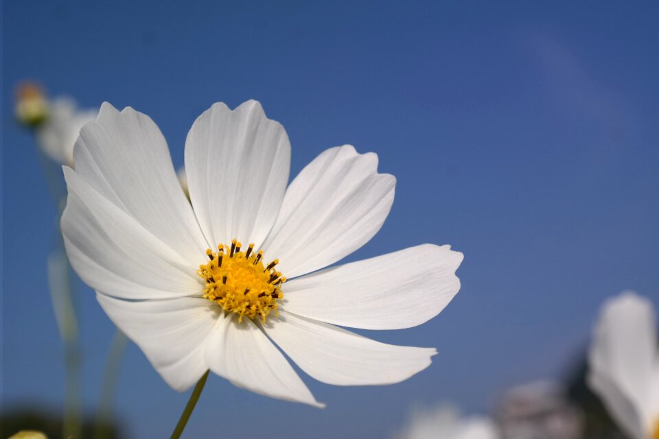 Cosmos autumn sky