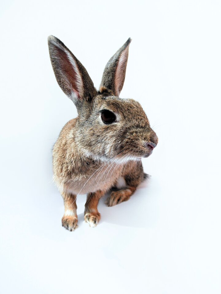 Bunny leaning forward