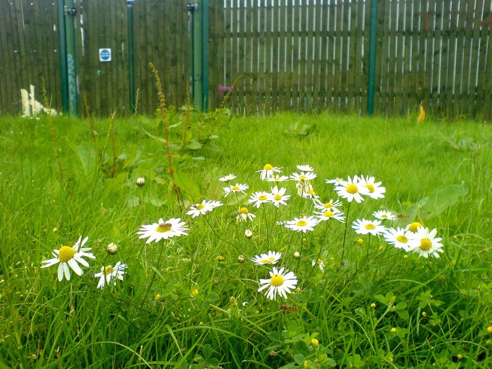 Ox-eye daisies on industrial estate photo