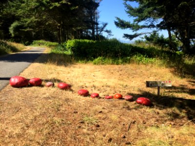 Ladybug Crossing