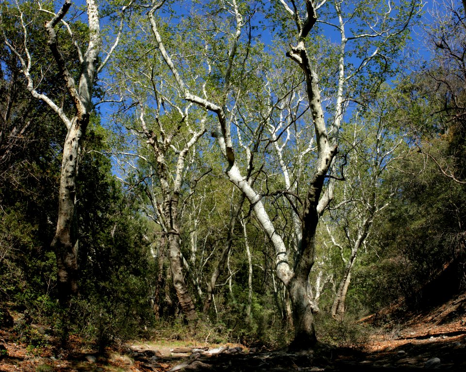 Bog Spring