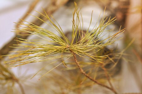 Pine branch tip pine needles close up photo