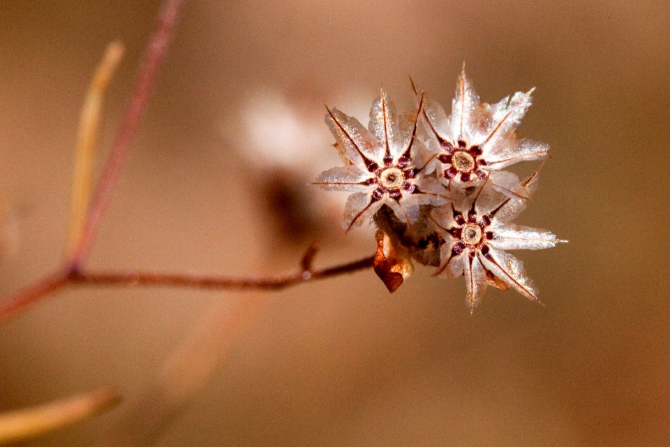Schkuhria pinnata