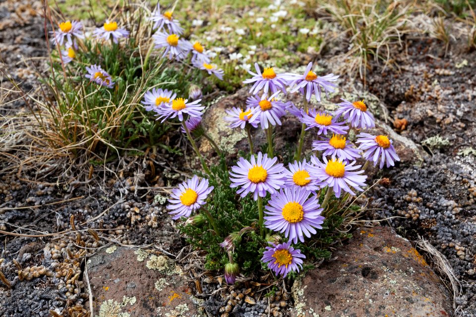 Erigeron pinnatisectus