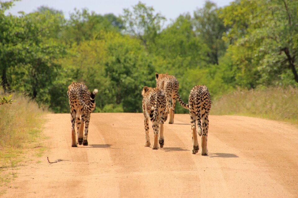 Krueger wildlife animals wildlife