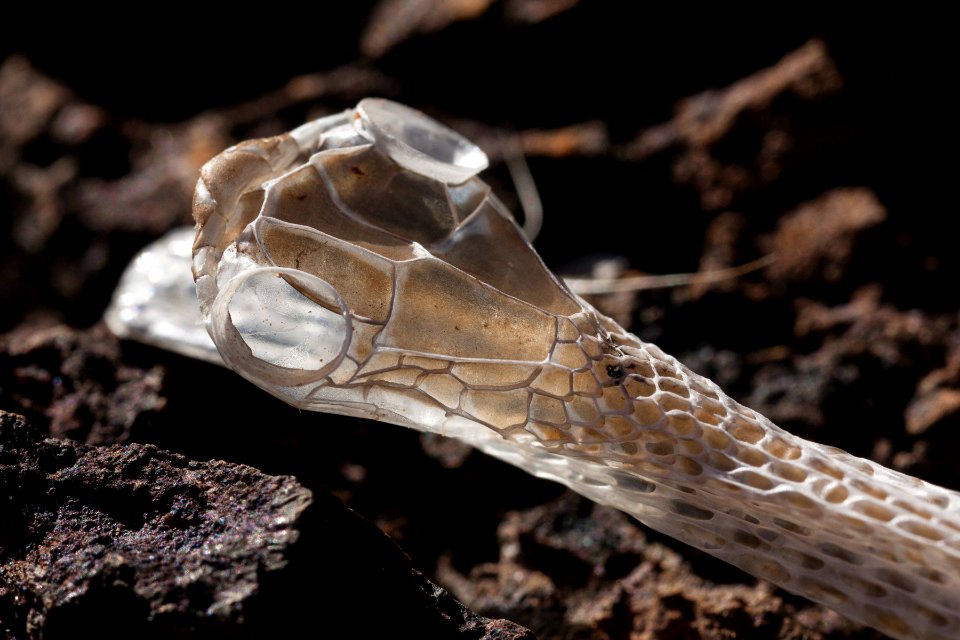 Shed skin of Coluber taeniatus