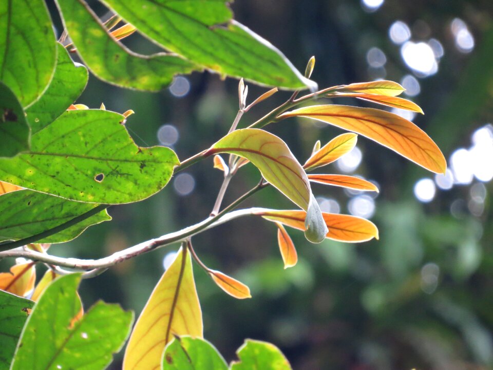 Costa rica nature photo