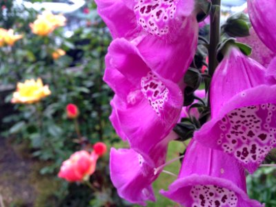 Foxglove and roses photo