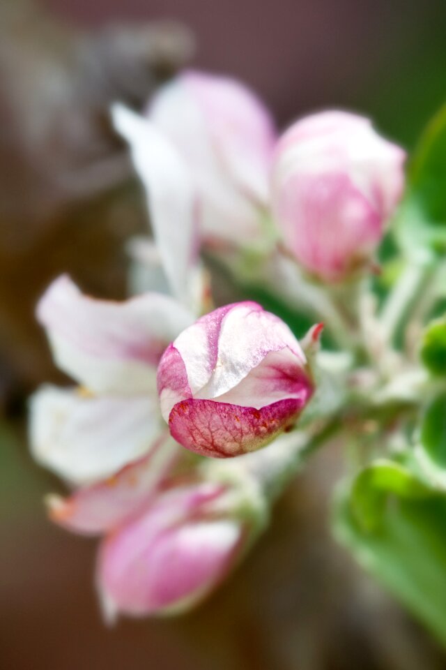 Apple tree nature apple tree blossom photo