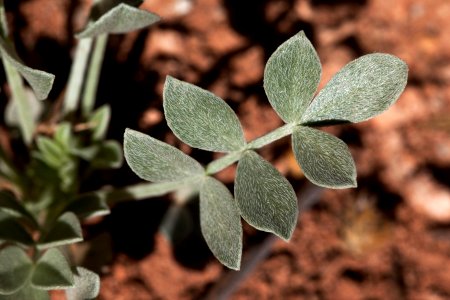 Astragalus calycosus