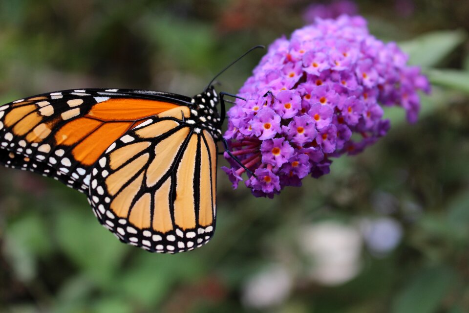 Monarch butterfly nature garden