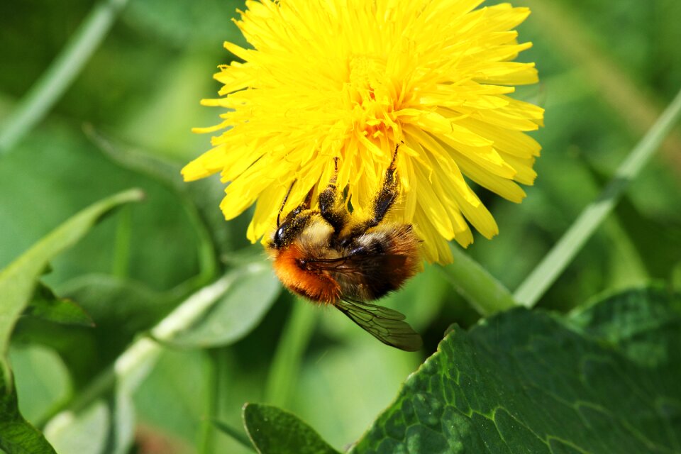 Hard working spring meadow