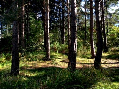 Campus woodland